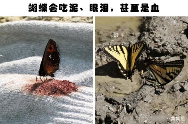 拔掉|你不大可能在教科书里学到的9个非常有趣的冷知识