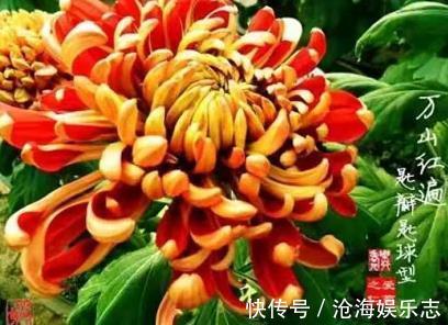 万山红遍|喜欢养菊,不如养盆“优良名菊”万山红遍,似金缕玉衣,典雅高贵