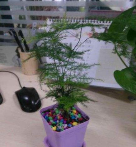 文竹|文竹不用买,仅用“一根枝”,30天后养出一整盆,叶子绿油油!