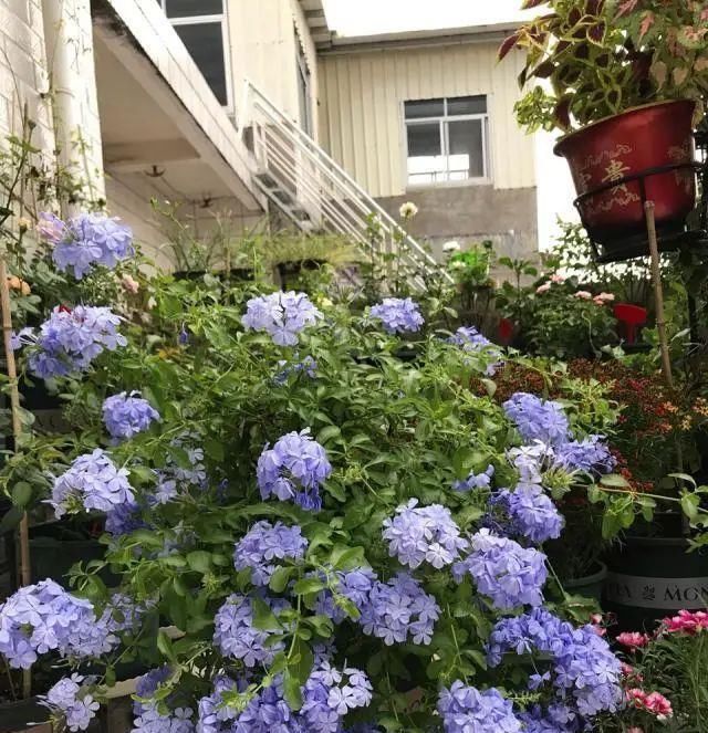 太阳花|适合6月扦插的“3种花”，生根快，长得快，30天开出满盆花