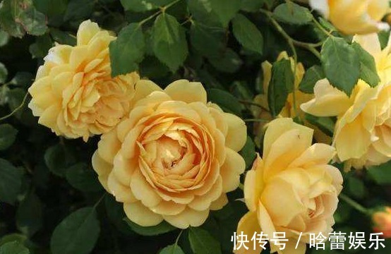 养花养个有仙气的,花量很多还好看,养护方法也不是很难