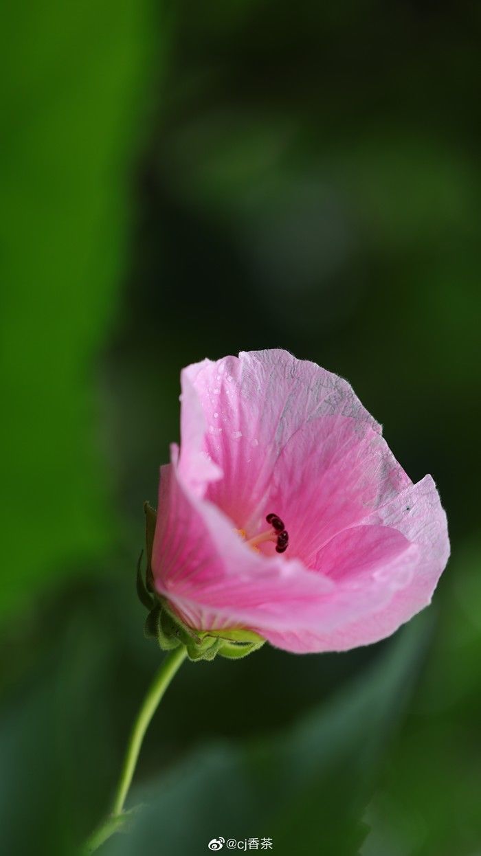 天府芙蓉园|C位出道！成都50000株芙蓉花开了