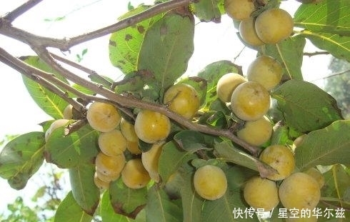 味道|在农村随处可见的一种野果,不仅味道鲜美,还能延缓衰老