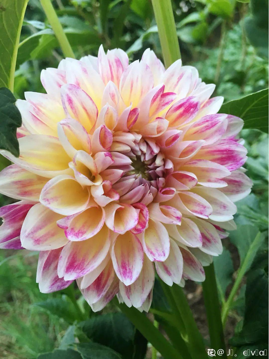 蕾丝|30种夏天花,热不死、晒不死,大半年都开花,还没病虫害