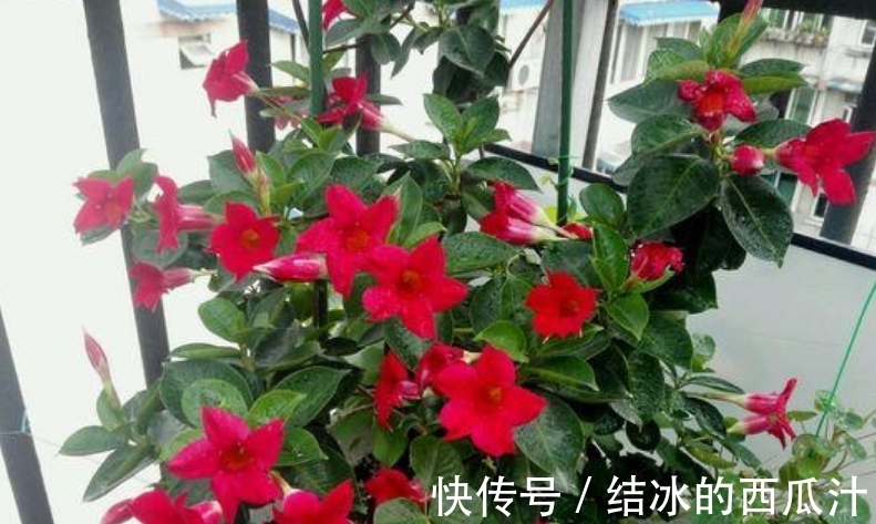 养花就养4种花,家里养一盆,满屋飘香,清新幽雅!