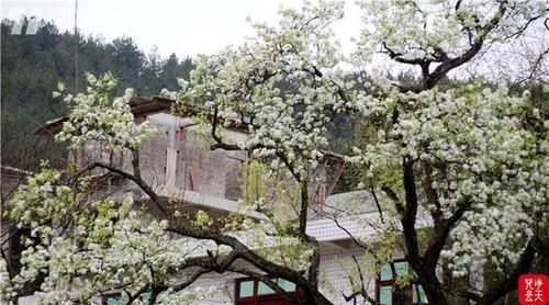 千树万树梨花开！印江江家坡村的古梨树园美呆了