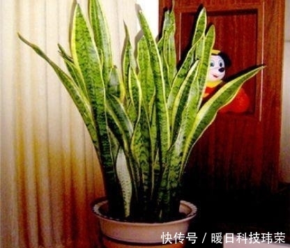 健康|这“3种”植物不管价格多“贵”, 也要养一盆, 身体变得更健康!