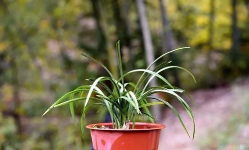 兰叶|兰花叶子枯萎怎么办?教你5个妙招,新手兰友一定要知道