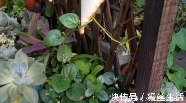 家庭养花，没有肥料也别愁，往土里埋“2个蛋壳”，啥都不缺!