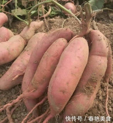 清甜|买红薯，别只看粗细！老农教你4招，红薯清甜可口，好吃不噎人！