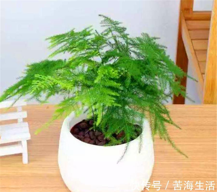 烂根|文竹有“3怕”,难怪叶子发黄还烂根,学会了四季常青,枝繁叶茂