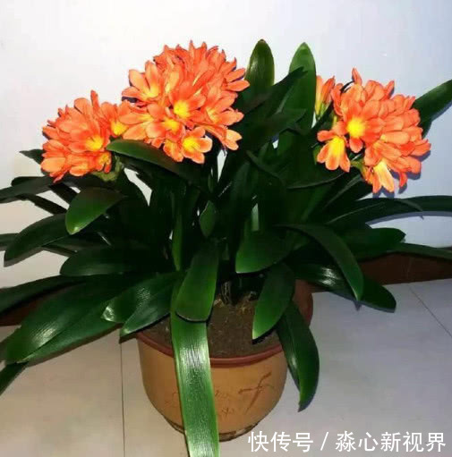 君子兰|养绿萝、君子兰,学会1招,叶片油绿,新芽噌噌冒,花开多又艳!