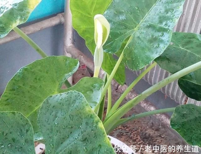 5种“有毒”花，室内不宜养，家里有的要注意，看看你家有吗！