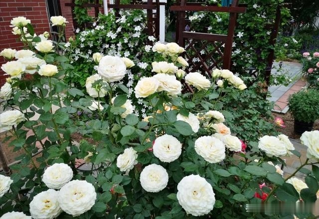 圆滚滚的绣球,瀑布般的花墙,这届花友也太会种花了吧