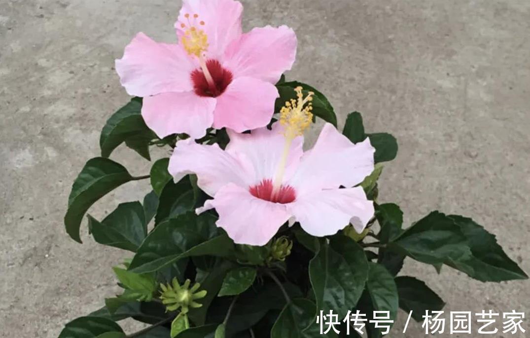 哇塞,4种盆栽花太好养了吧,简单养护开花300天