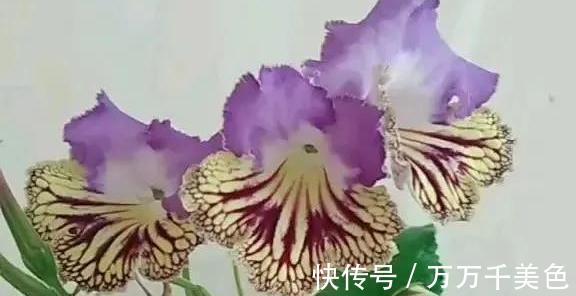 花卉|3种耐阴植物,还是同科的“亲戚”,养殖在北阳台上,照样开满花