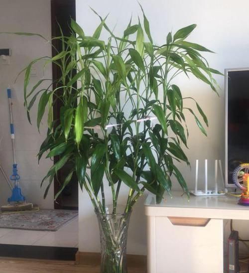 富贵竹枝叶泛黄怎么办从4个方面着手,使其远离黄叶烂根