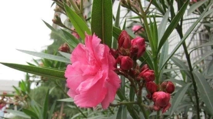 养花|自制养花杀菌水,7天浇一勺,花不生虫不烂根