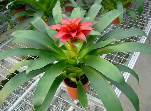 绿萝、文竹、富贵竹，盆栽黄叶不用慌，用点它马上搞定