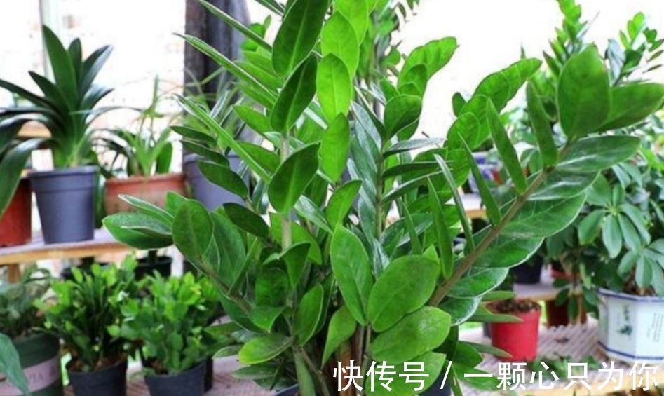 这3种植物不怕冻，天冷室内盆栽枝叶翠绿有光泽，状态好极了！