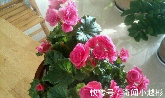 四季海棠|养盆这一种花,遇土就活,四季开花,种一盆,开一年,美过绿萝!