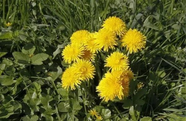 蒲公英|春来野菜香,哪些能敞开吃哪些坚决不能碰采挖时,请分辨清楚