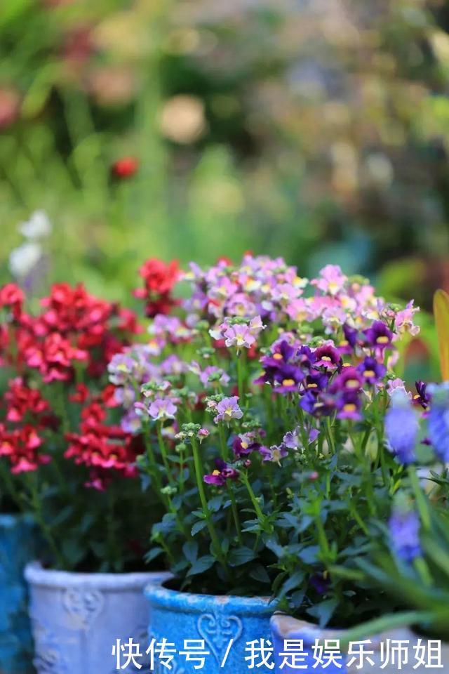 阳台新宠龙面花,花量超大颜色多,四季都开不停!