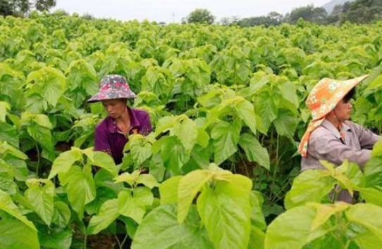 女性不想子宫早衰，多用此物泡水，排毒祛湿，滋养卵巢，更年轻