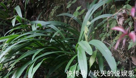 回家|山上叫不上名的野生绿植挖回家当做盆景,不知道合不合适