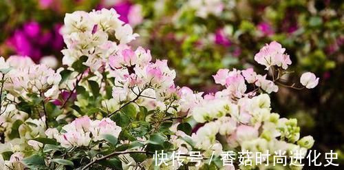 老桩|这三种花不爱喝水没事多晒晒,憋出一圈大花苞,越养越贵气