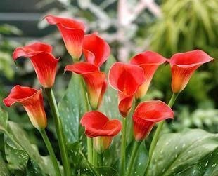 3种花,再喜欢也别在室内养,会影响健康,家里养了赶紧搬出去