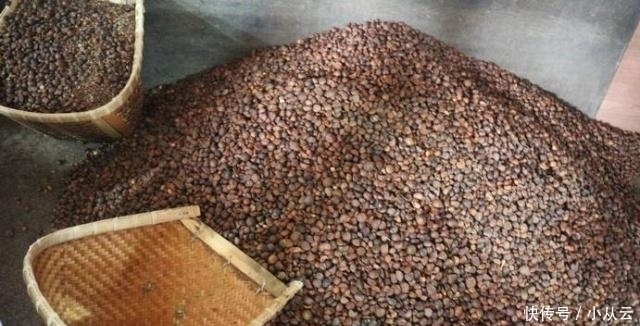 这种“油果子”,烂在地上的也有人要,碾压打磨,成品上百元一斤