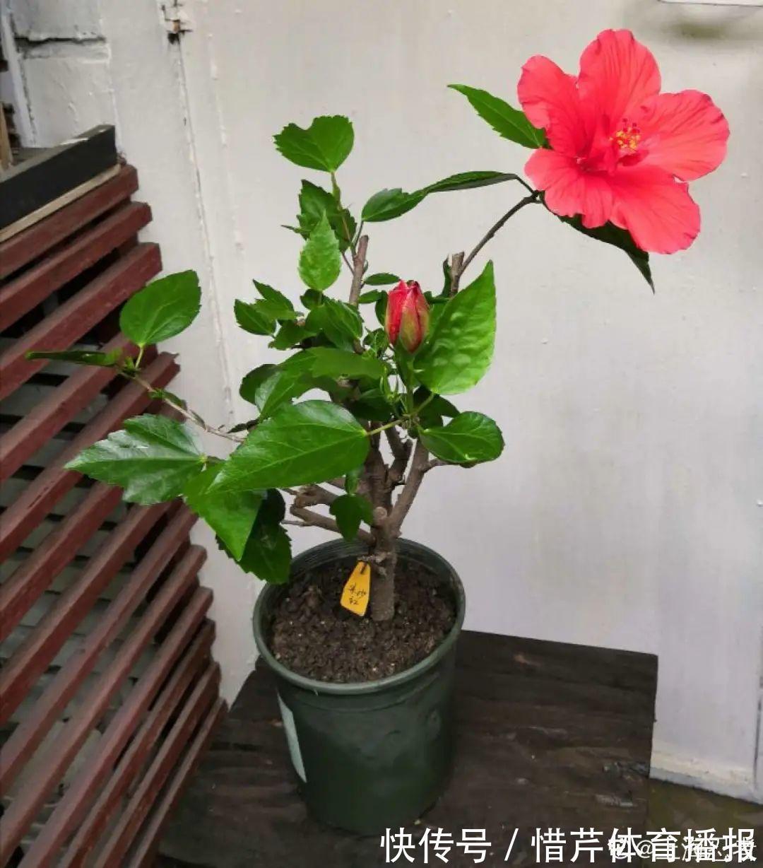 9个开花劳模,施肥不能停,不然越养越差劲