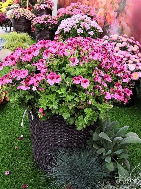 时花|养花试试这款，盛花时花比叶子还多，见花不见叶，极易爆盆