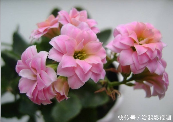 几种花最适合懒人养,勤快人养不过三个月就死!