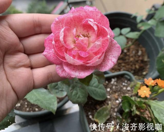 长寿花|爷爷养花,从不用“营养液”,路边捡“2种料”,养啥花都爆盆!