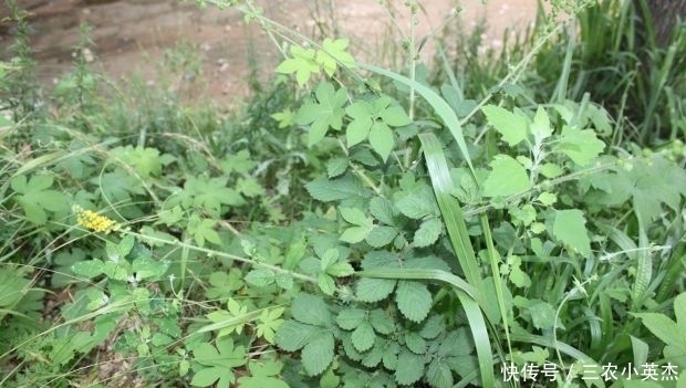 乡下一种植物，人称“地仙草”，药用价值很高，遇到尽量别采挖
