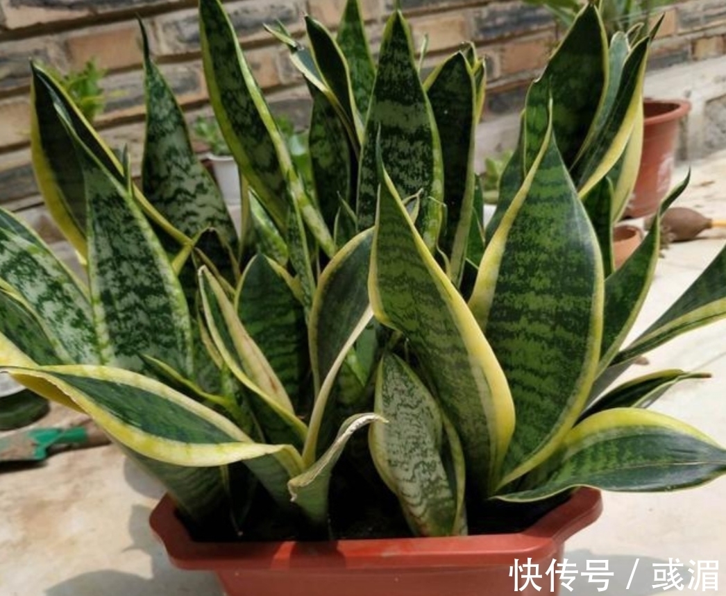 虎皮兰漂亮又好养,只要记住几个养护要点,长得旺盛,叶子亮丽