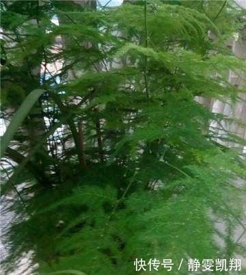 家里的文竹稀稀拉拉，真难看，用了这1东西，发疯的长，不黄叶