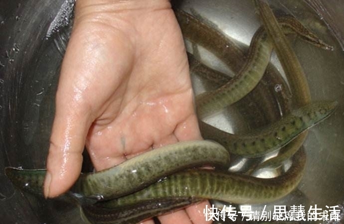 钓鱼|在山里钓到这货，全身花纹背上长刺，网友：这绝不是泥鳅！