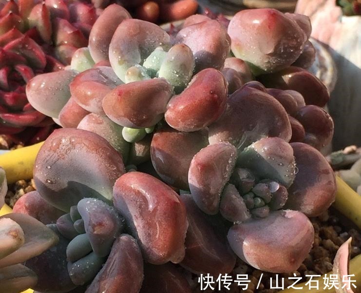 露养多肉很容易被虫子咬浇水时加点“它”,虫子都远离