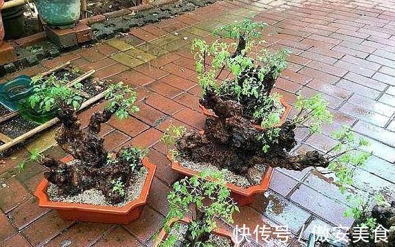 盆景|乡下一种“柴火木”,年年砍不绝,如今做成高档盆景,很受人欢迎