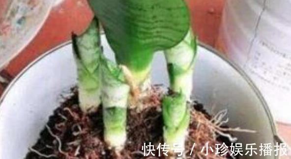 虎皮兰长得慢，秋后用它养，粗根变小芽，顶破盆，太给力了