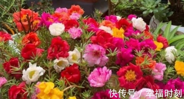 凤仙花|养花就养这几款，花朵小巧玲珑，层层交叠，烂漫迷人眼