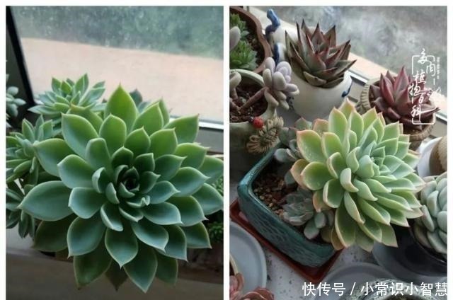 欧紫|我是多肉飘窗党,我来晚了!我是多肉飘窗党,我来晚了!