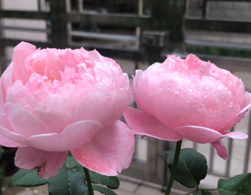盘点最受欢迎的24种月季花,长得快、开花多,养了会上瘾!