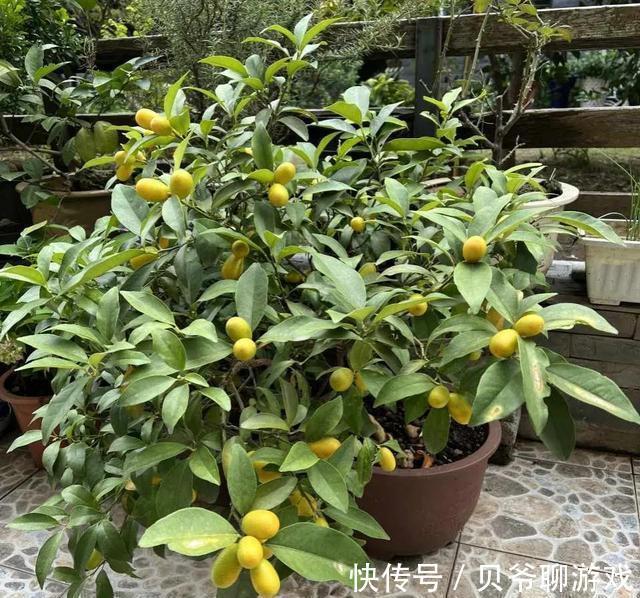 这些“年宵花”,现在开始养,过年就开花,红红火火,吉利喜庆