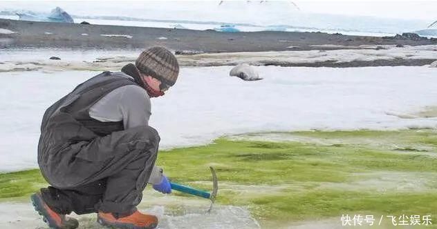 南极一些地区出现绿藻 面积达19平方公里 像下着不是白雪而是绿雪 快资讯