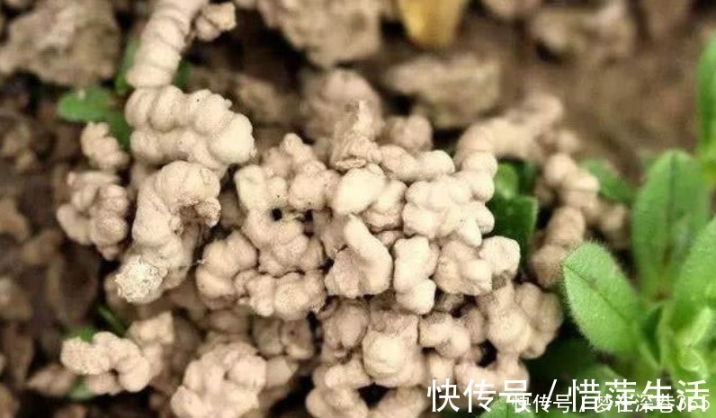 松针松针|养花“有窍门”,往盆里撒点“它”,花卉长得旺,呼呼疯长!