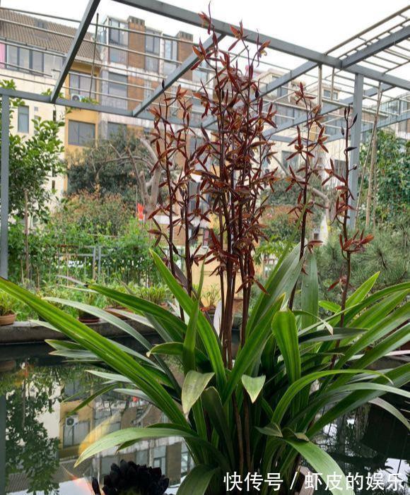 冬天养墨兰5个“小方法”,花箭窜到一米高,春节开成“报岁兰”